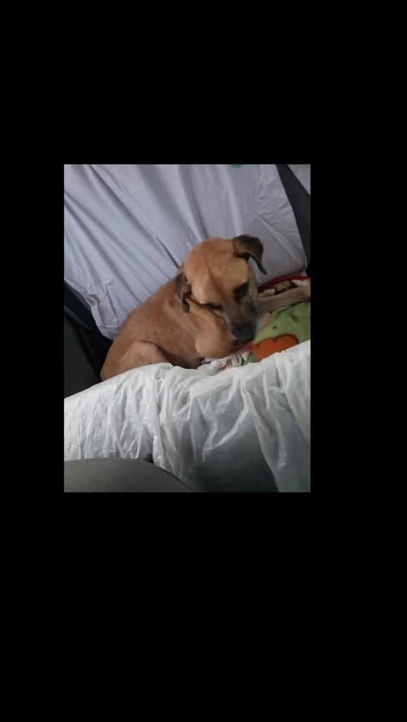 Rex, cachorro de porte pequeno para adoção em Areia - PB