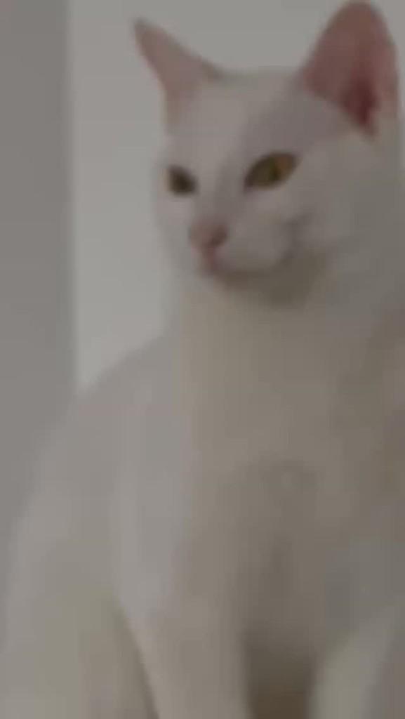Branco, gato para adoção em Porto Seguro - BA
