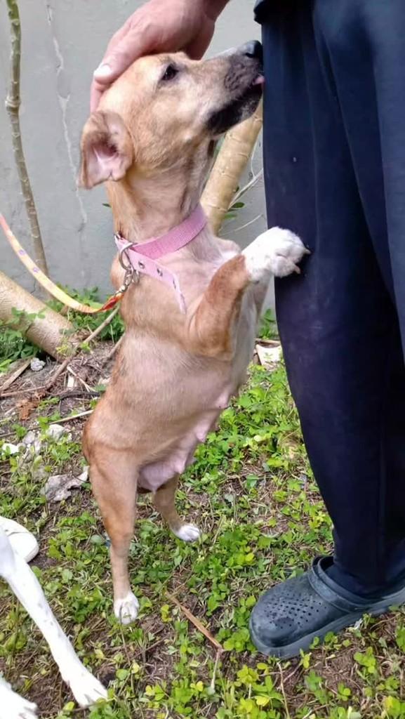Meggie, cadela de porte médio para adoção em Porto Seguro - BA