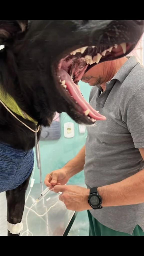 Cesarfreitas53, cachorro de porte médio para adoção em Porto Seguro - BA