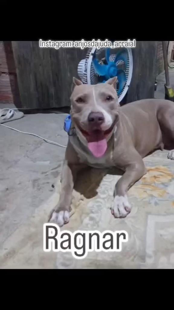 Ragnar, cadela de porte médio para adoção em Porto Seguro - BA