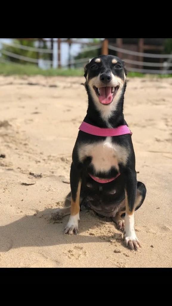Luna, cachorro de porte pequeno para adoção em Porto Seguro - BA