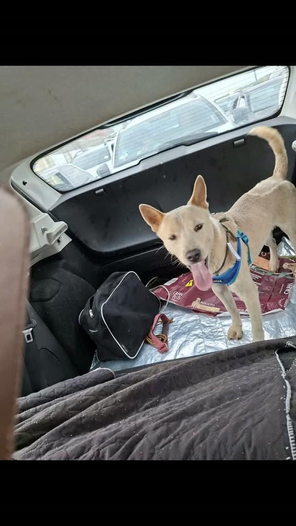 Lobinho, cachorro de porte pequeno para adoção em Porto Seguro - BA