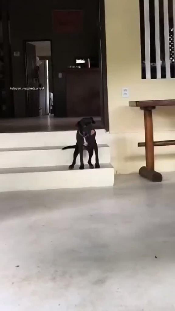 Polly, cadela de porte médio para adoção em Porto Seguro - BA