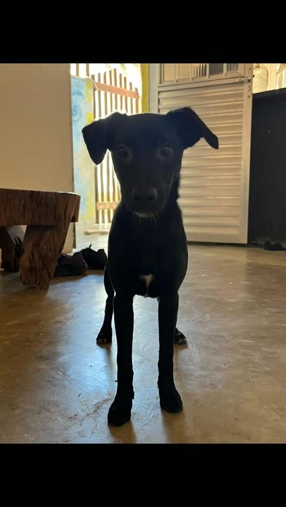 Criança, cachorro de porte pequeno para adoção em Porto Seguro - BA