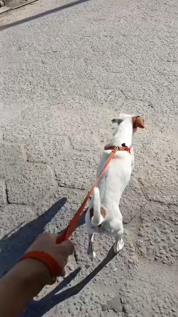 Chope, cachorro de porte pequeno para adoção em Porto Seguro - BA