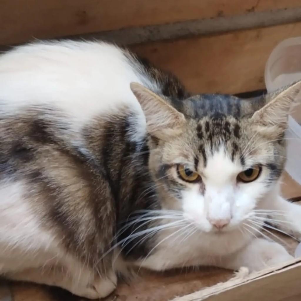Kaka_com_ka, gato de porte pequeno para adoção em Porto Seguro - BA