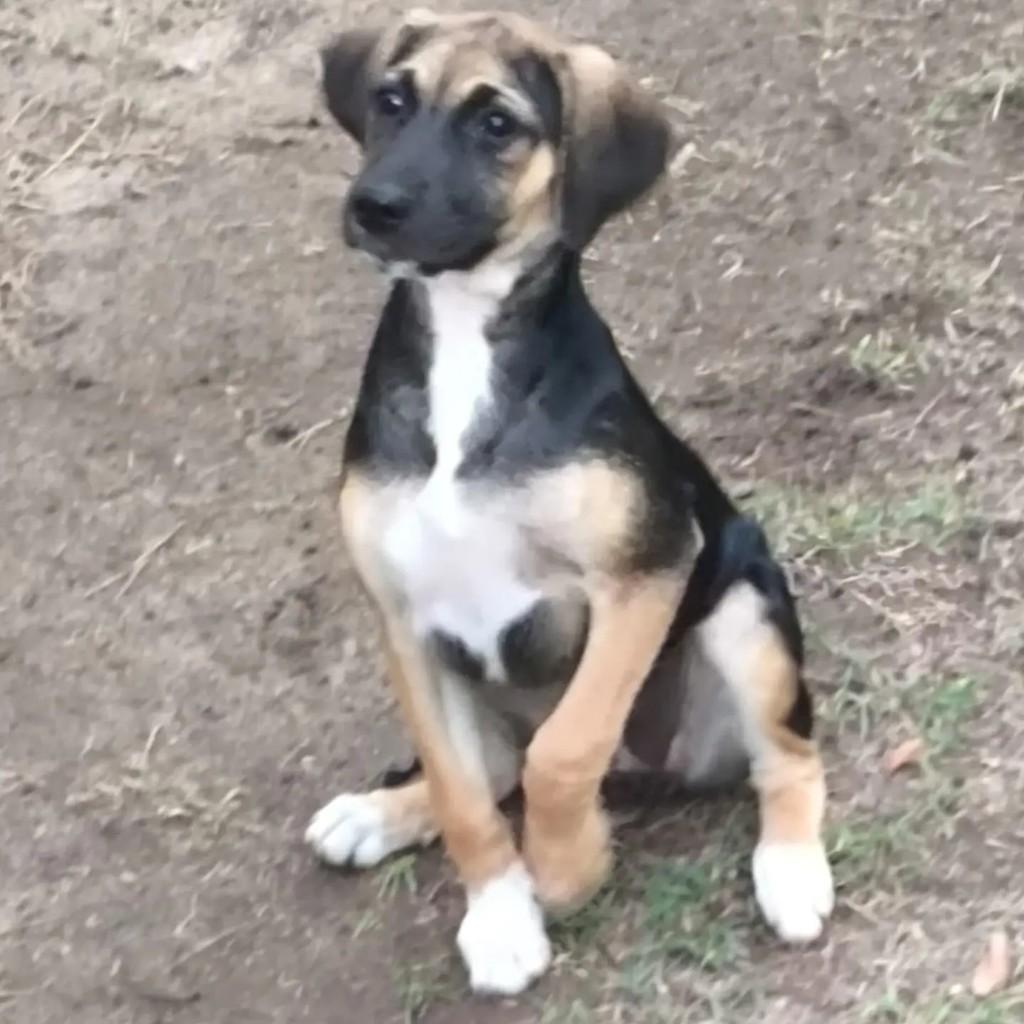 Munchkin, cadela de porte pequeno para adoção em Porto Seguro - BA