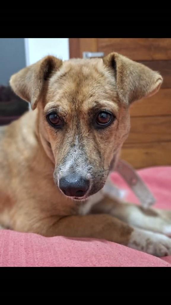 Maggie, cadela de porte pequeno para adoção em Porto Seguro - BA