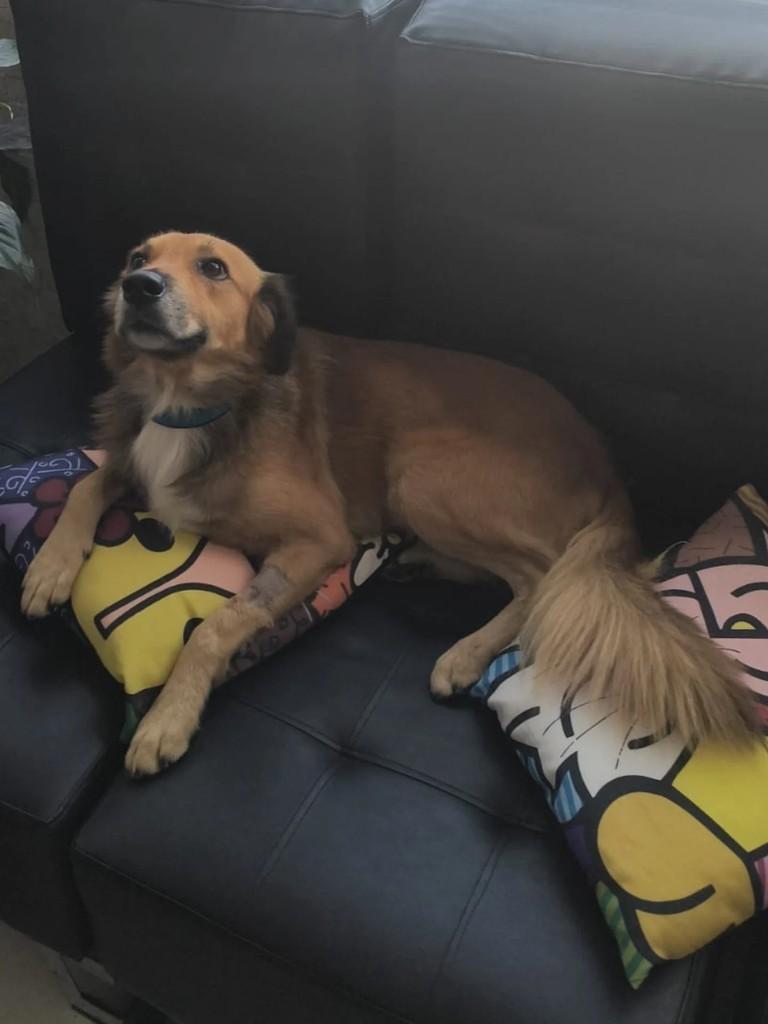 Zorro, cachorro de porte médio para adoção em Goiânia - GO