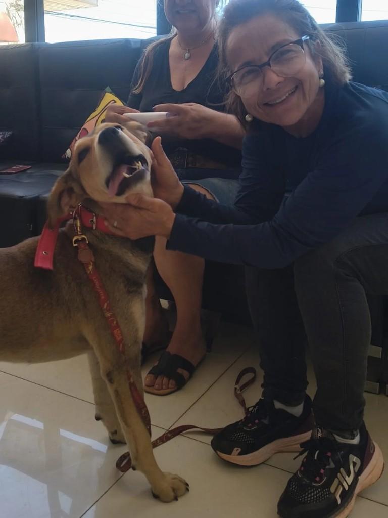 Tunico, cachorro de porte médio para adoção em Goiânia - GO