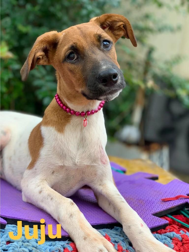 Juju, cachorro de porte pequeno para adoção em Goiânia - GO