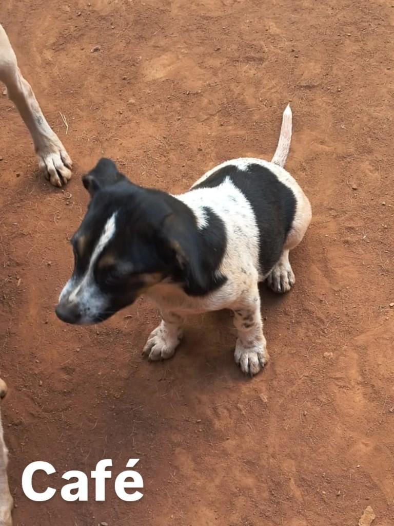 Café, cachorro de porte pequeno para adoção em Goiânia - GO