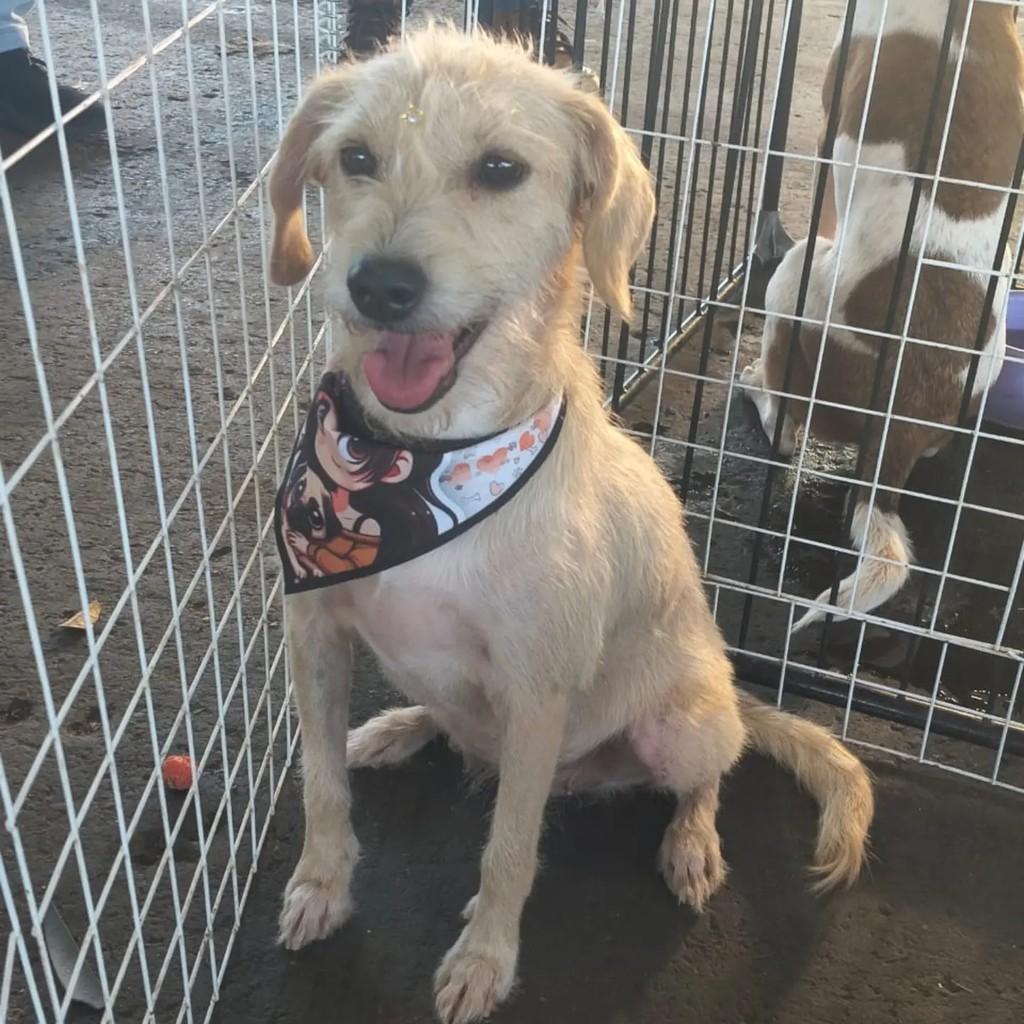 Flora, cachorro de porte pequeno para adoção em Goiânia - GO