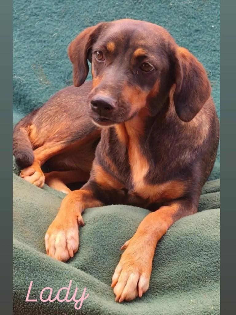 Lady, cachorro de porte pequeno para adoção em Goiânia - GO