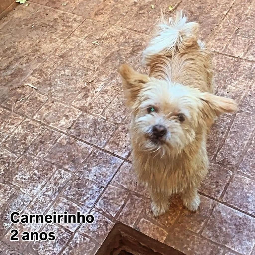 Carneirinho, cachorro de porte pequeno para adoção em Goiânia - GO
