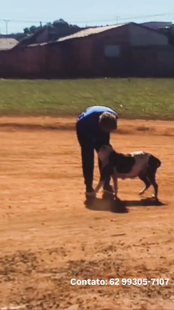 Gaya, cadela de porte médio para adoção em Goiânia - GO