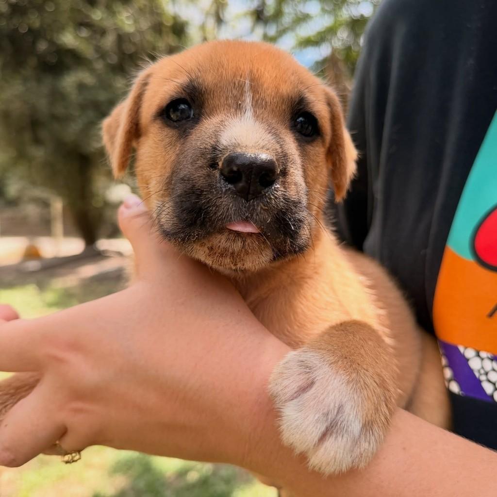 Vinicius, cachorro de porte médio para adoção em Gaspar - SC