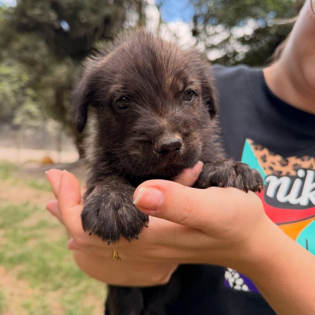 Vini, cachorro de porte médio para adoção em Gaspar - SC