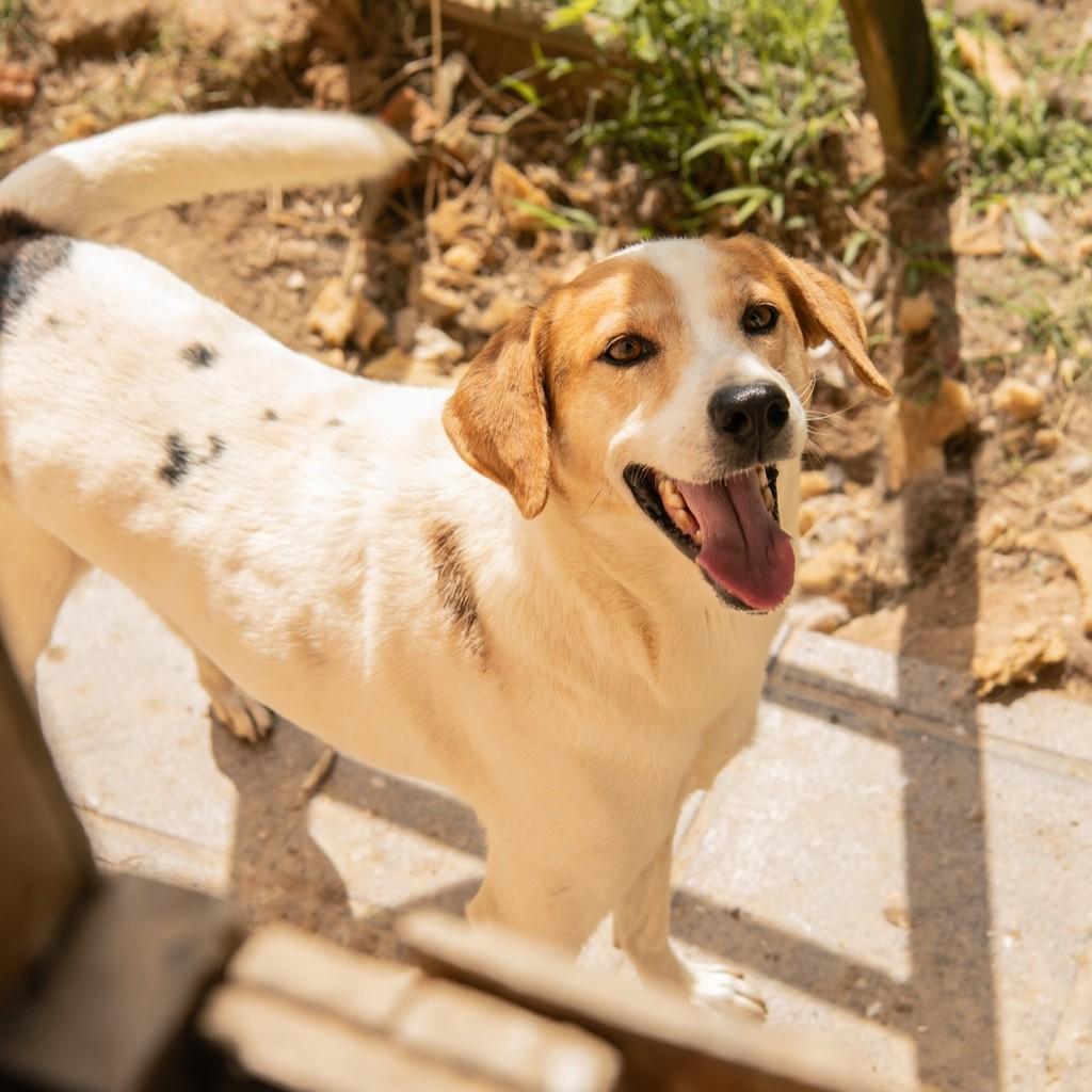Lucas, cachorro de porte médio para adoção em Gaspar - SC