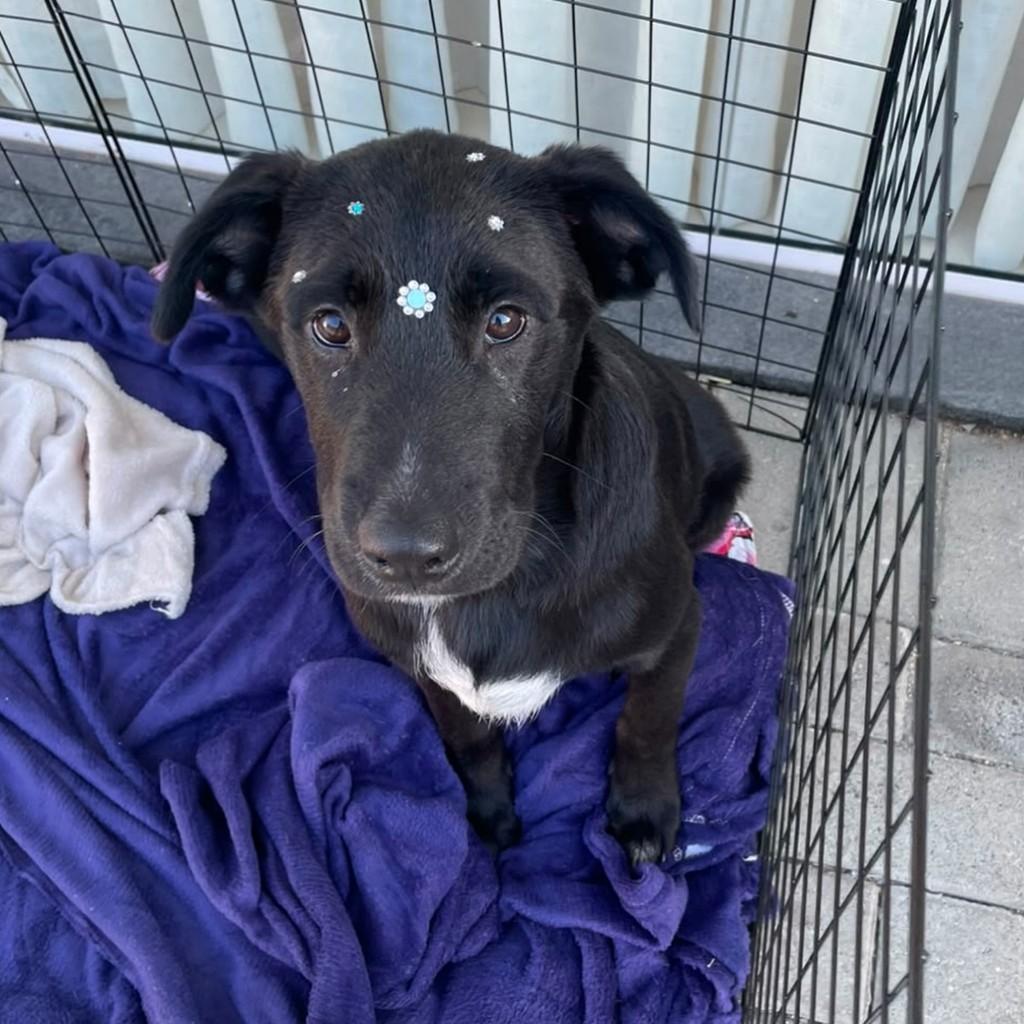 Bartolomeu, cachorro de porte grande para adoção em Gaspar - SC