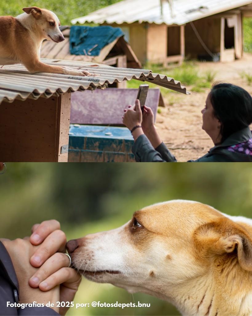 Alice, cachorro de porte médio para adoção em Gaspar - SC