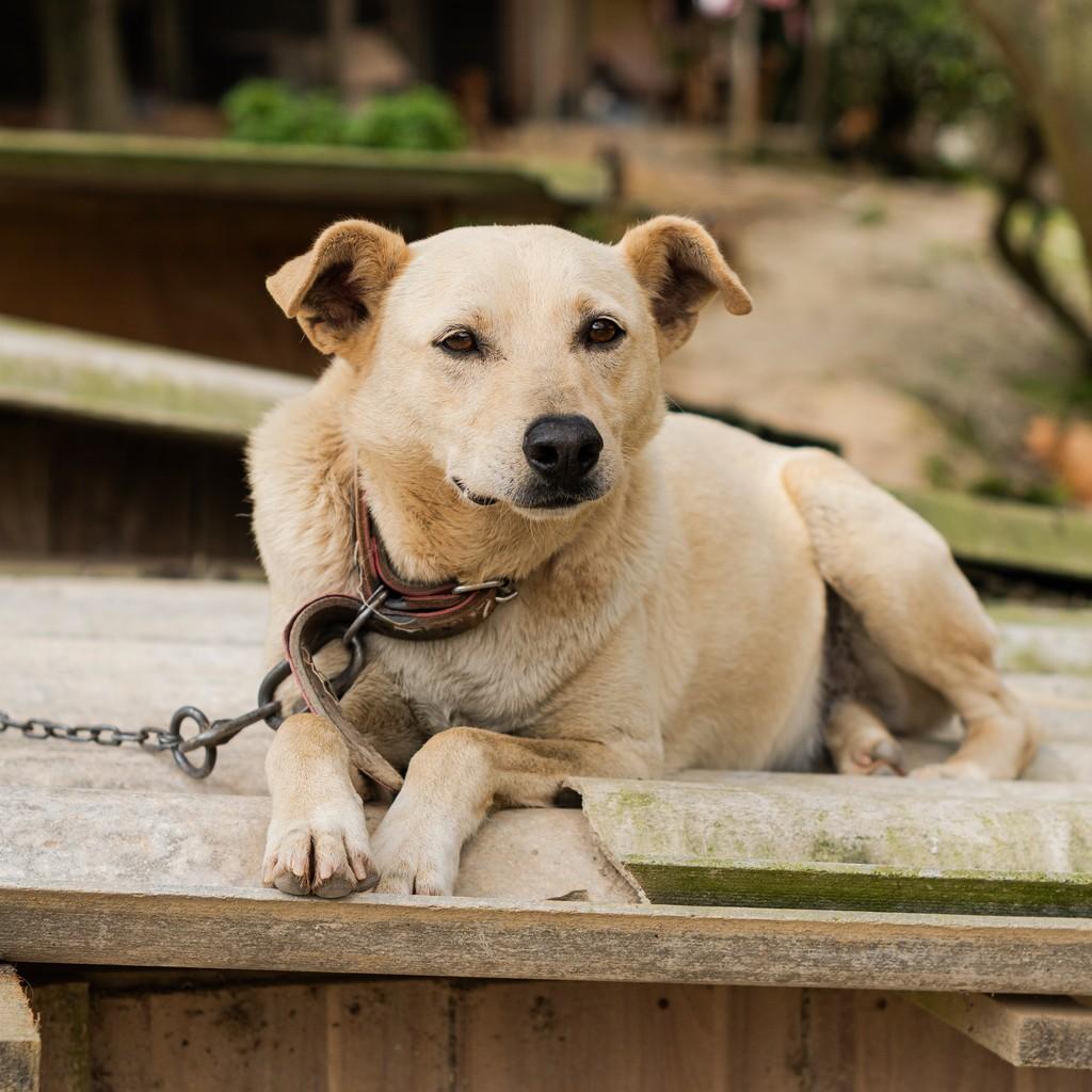 Bob, cachorro de porte médio para adoção em Gaspar - SC