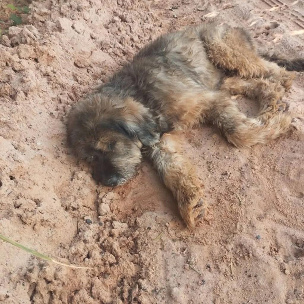 Tomy, cachorro de porte pequeno para adoção em Bauru - SP