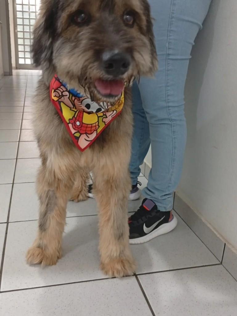 Tommy, cachorro de porte médio para adoção em Bauru - SP