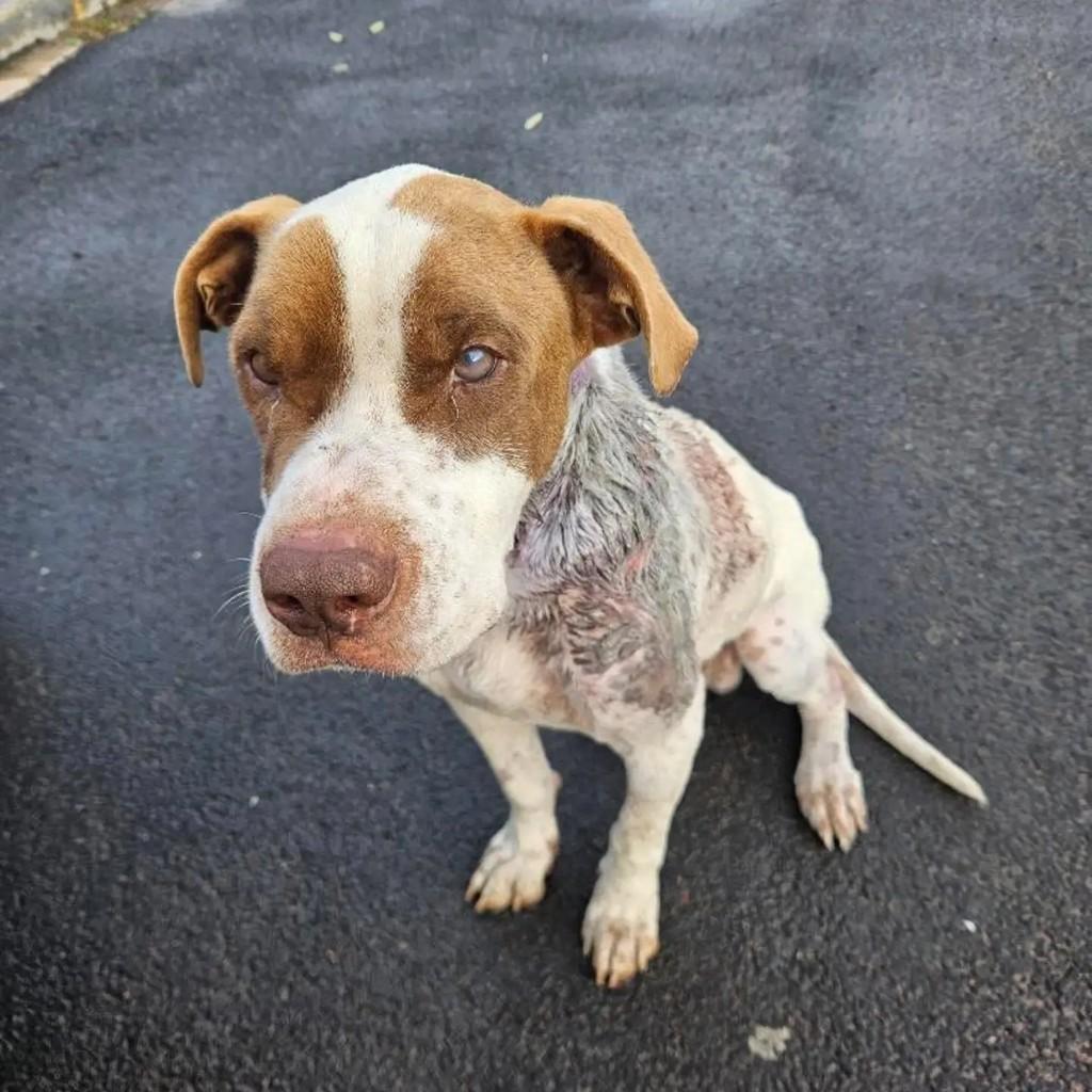 Rafael, cachorro de porte grande para adoção em Echaporã - SP