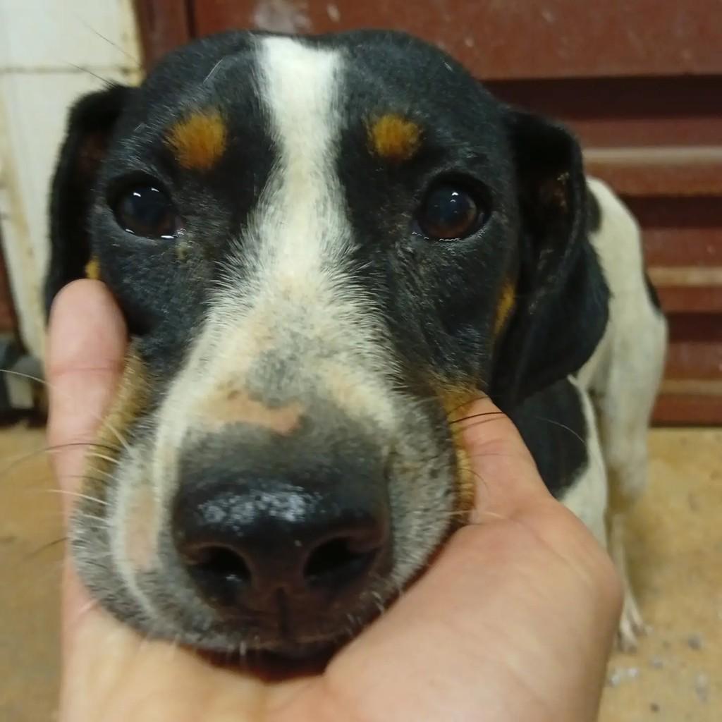 Pamela, cachorro de porte pequeno para adoção em Bauru - SP