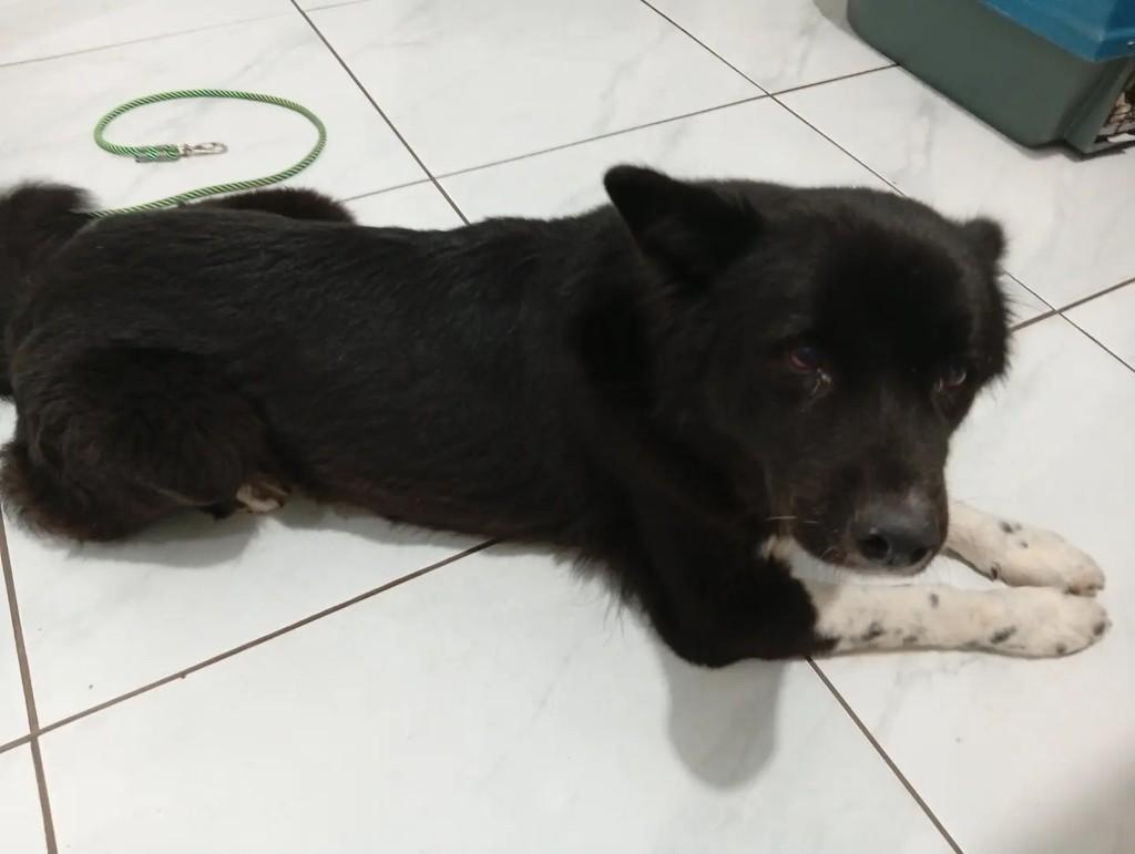 Boodler, cadela de porte médio para adoção em Bauru - SP