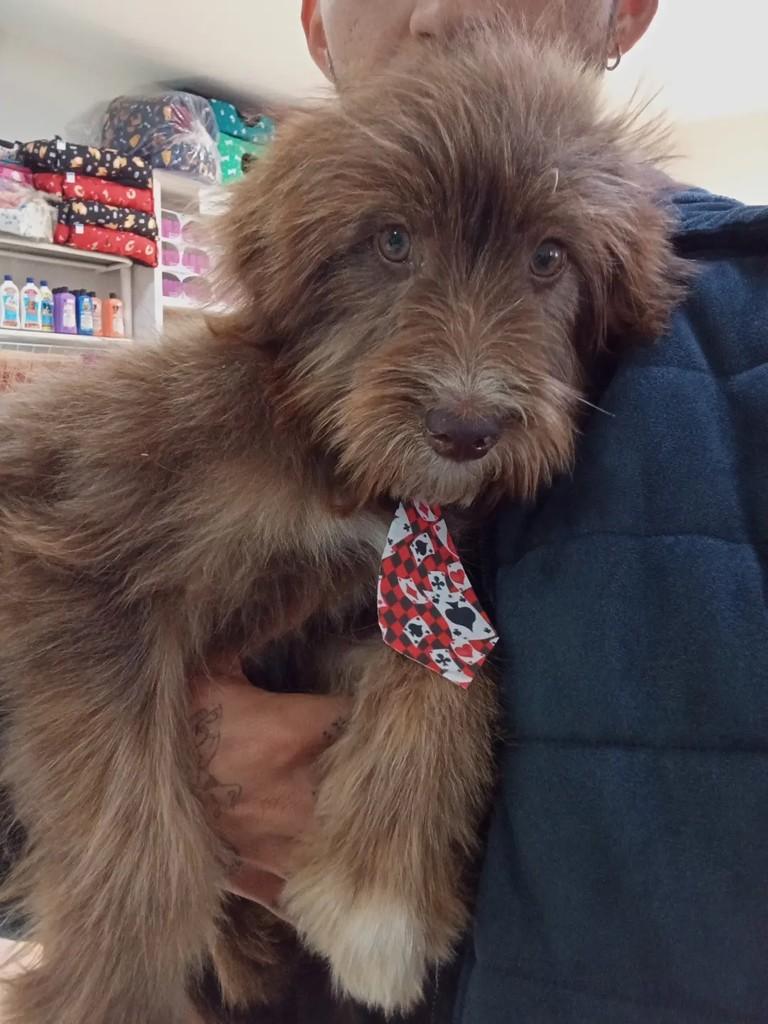 Diego, cachorro de porte pequeno para adoção em Bauru - SP