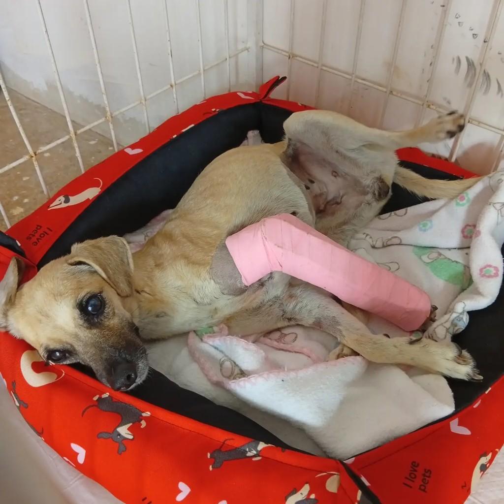 Milena, cadela de porte pequeno para adoção em Bauru - SP