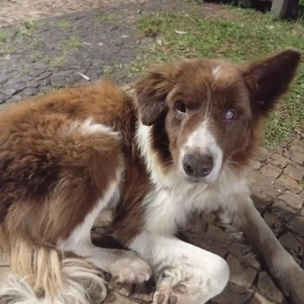 Anjo, cachorro de porte médio para adoção em Bauru - SP