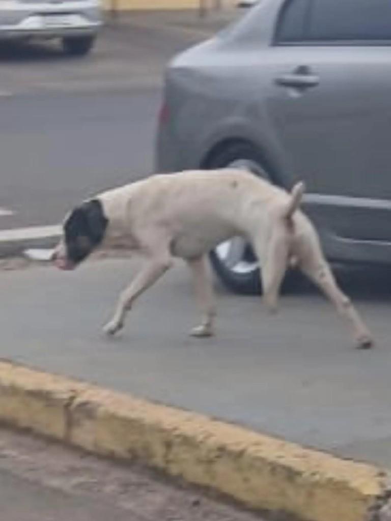 Guerreiro, cachorro de porte pequeno para adoção em Bauru - SP