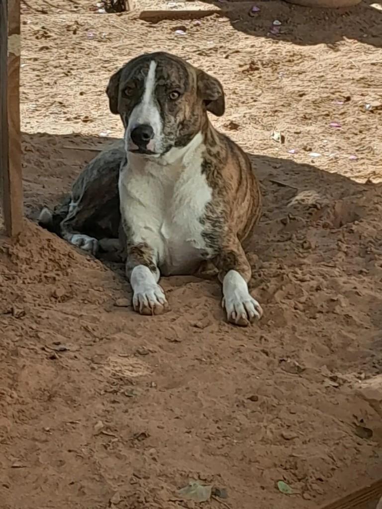 Princesa, cadela de porte médio para adoção em Marília - SP