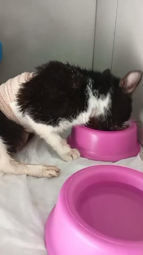 Vitória, gata de porte pequeno para adoção em Bauru - SP