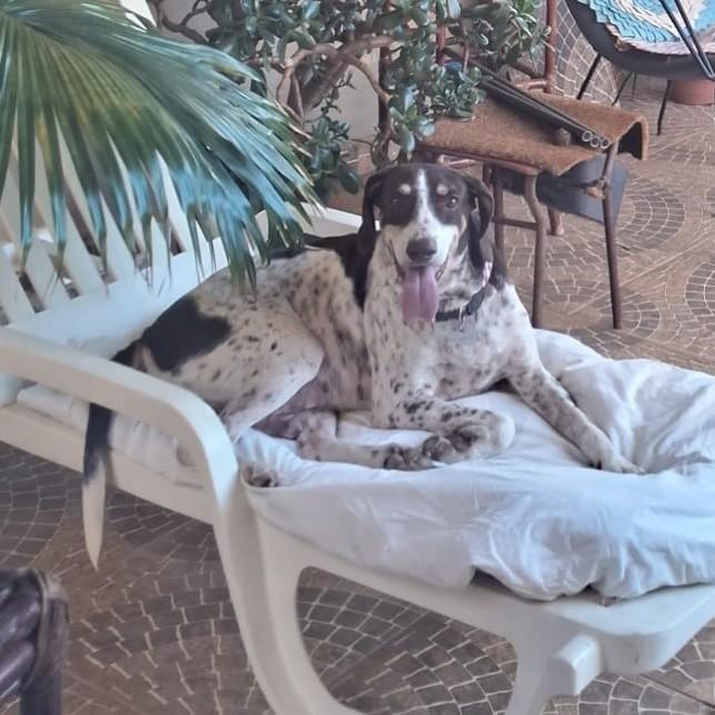 Armandinho, cachorro de porte médio para adoção em Rio Claro - SP