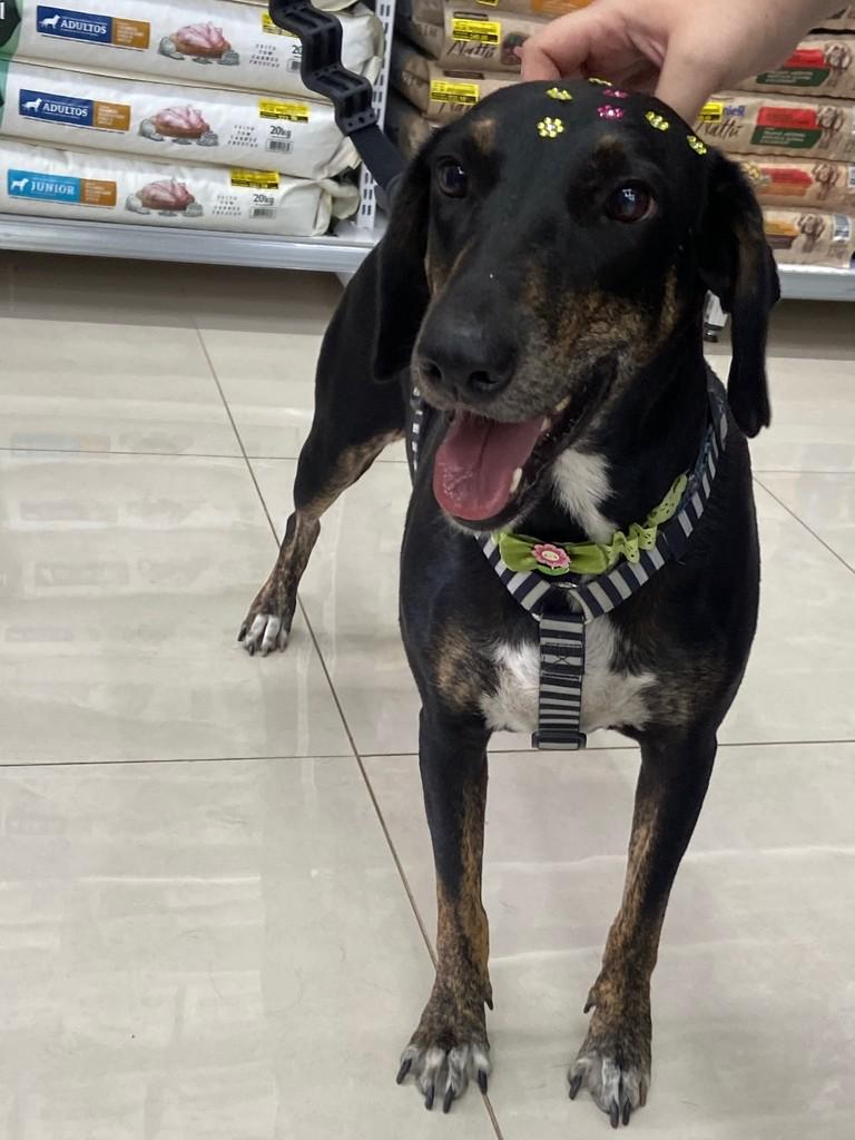 Amstel, cachorro de porte médio para adoção em Rio Claro - SP
