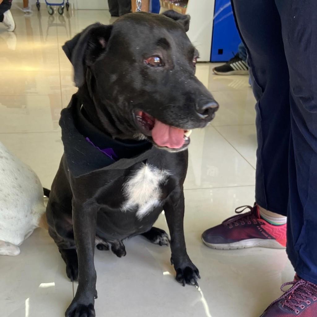 Apollo, cachorro de porte grande para adoção em Rio Claro - SP