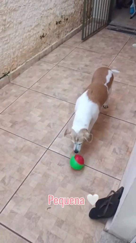 Pequena, cachorro de porte pequeno para adoção em Rio Claro - SP