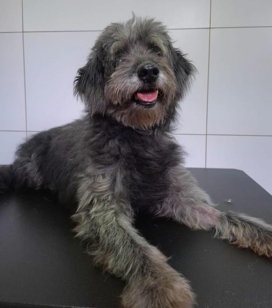 Anesio, cachorro de porte pequeno para adoção em Rio Claro - SP