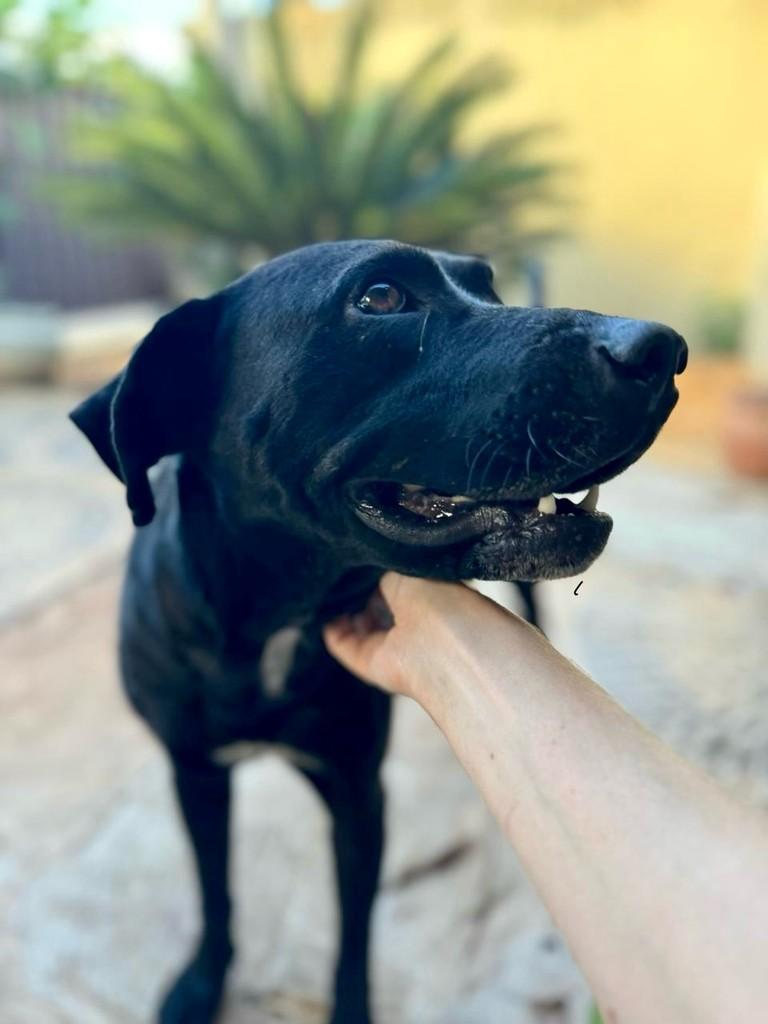 Apolo, cachorro para adoção em Rio Claro - SP