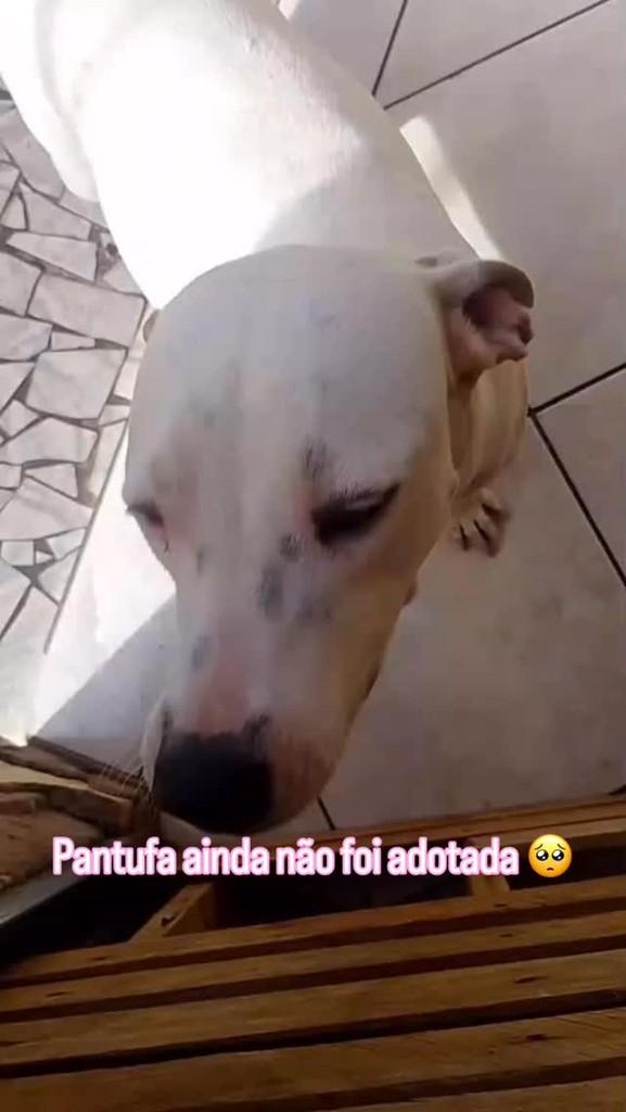 Pantufa, cadela de porte grande para adoção em Rio Claro - SP