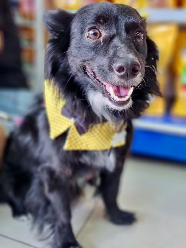Tinho, cachorro de porte médio para adoção em Rio Claro - SP