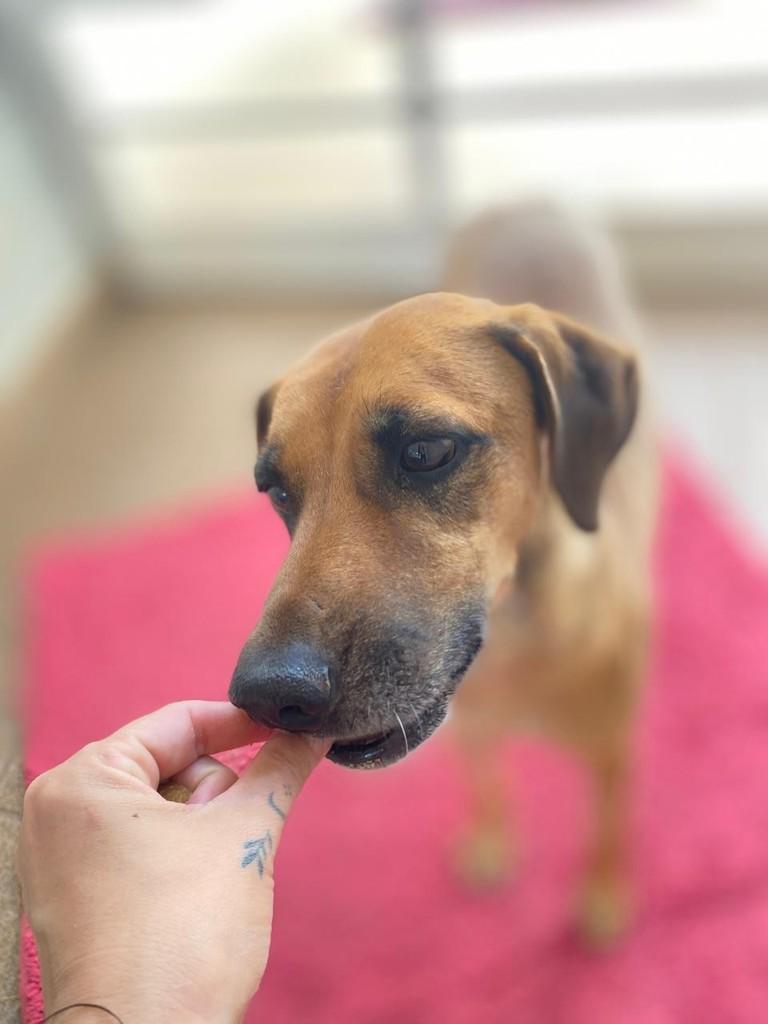 Fred, cachorro de porte médio para adoção em Rio Claro - SP