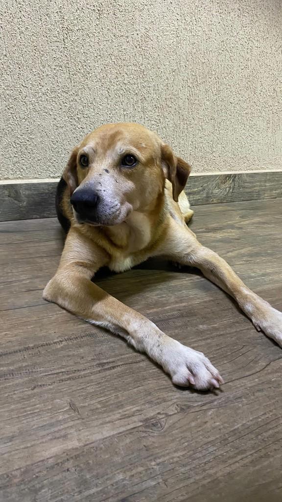 Sereno, cachorro de porte médio para adoção em Rio Claro - SP
