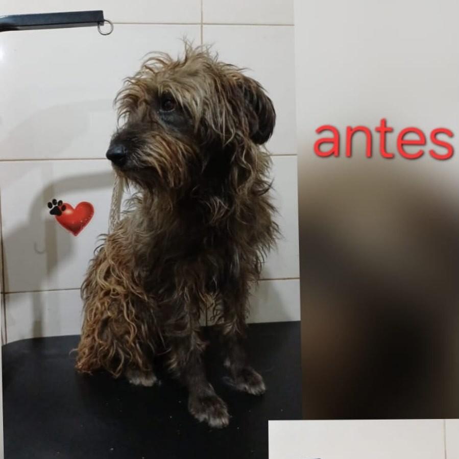Pitu, cachorro de porte pequeno para adoção em Rio Claro - SP