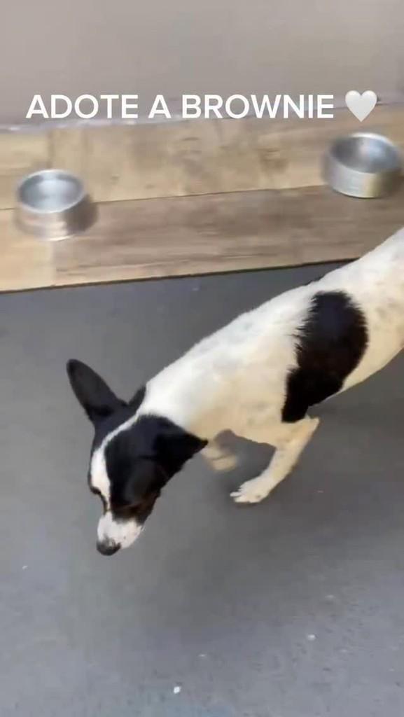 Brownie, cachorro de porte pequeno para adoção em Rio Claro - SP